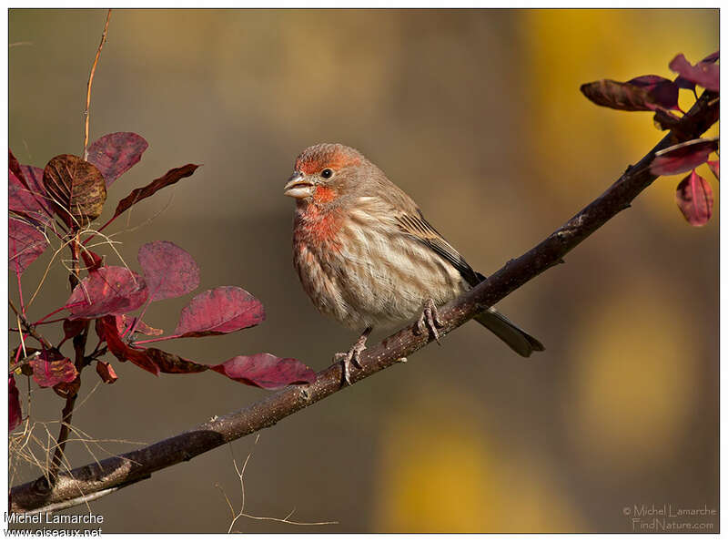 House Finch male adult, identification