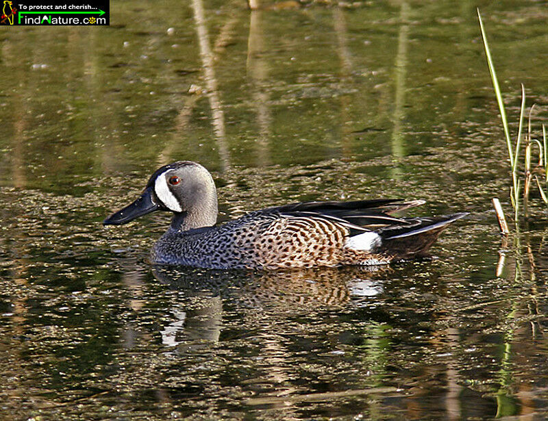 Blue-winged Teal male adult