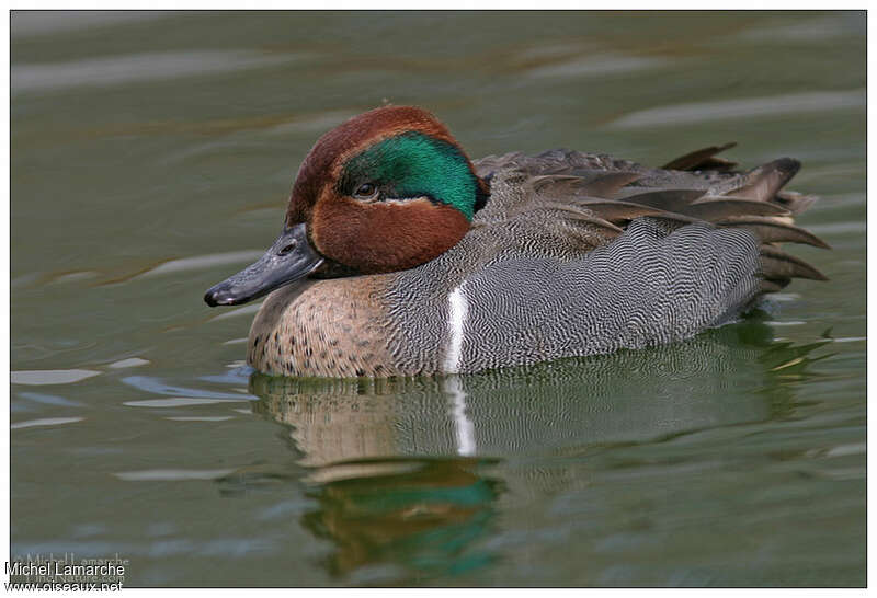 Green-winged Teal male adult breeding