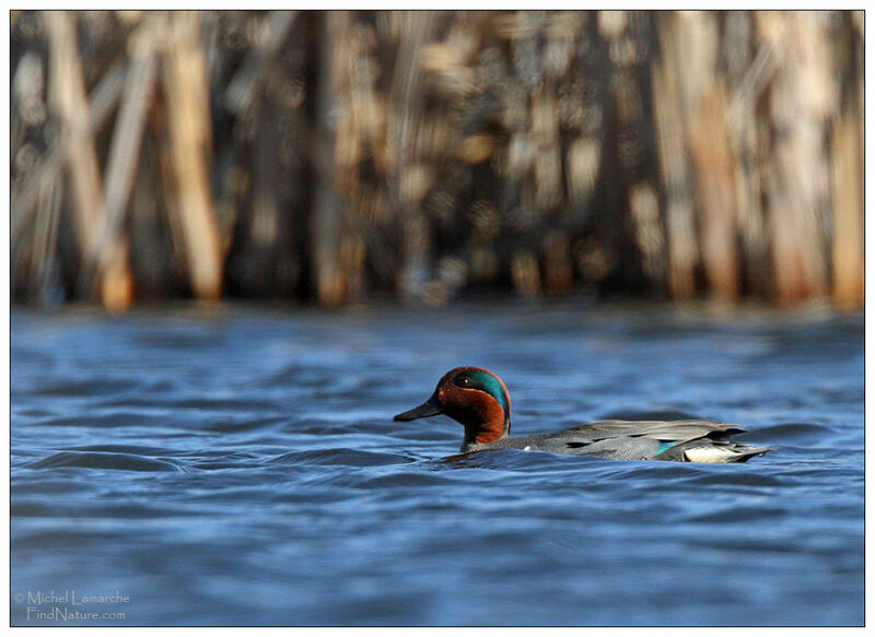 Green-winged Teal male adult breeding