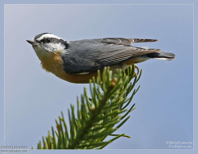 Red-breasted Nuthatchadult, pigmentation, Behaviour