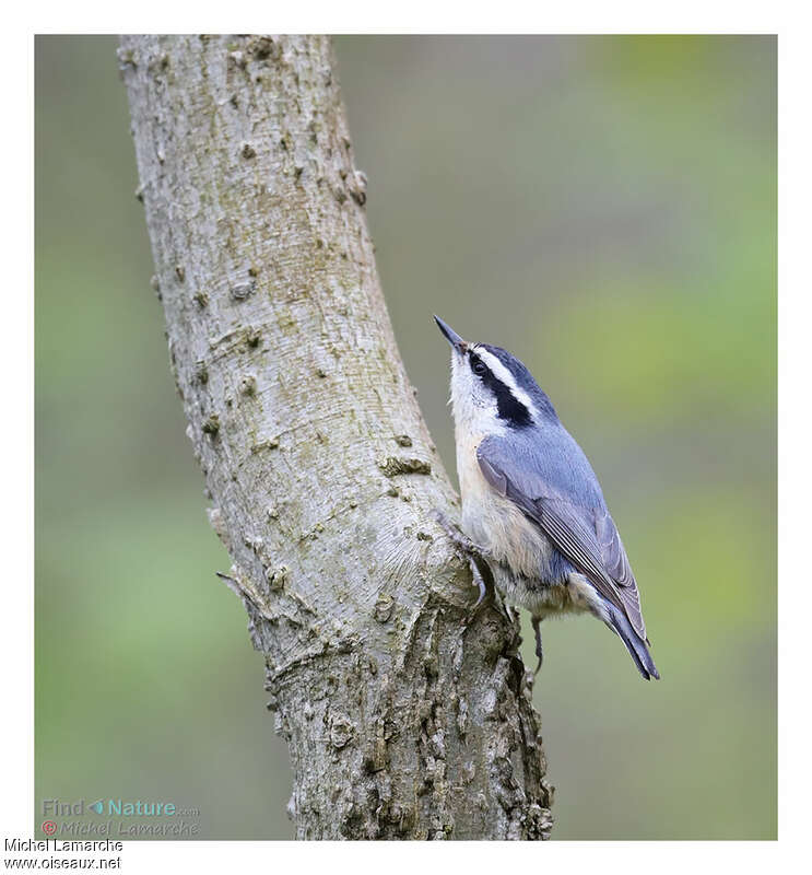 Red-breasted Nuthatchjuvenile, identification