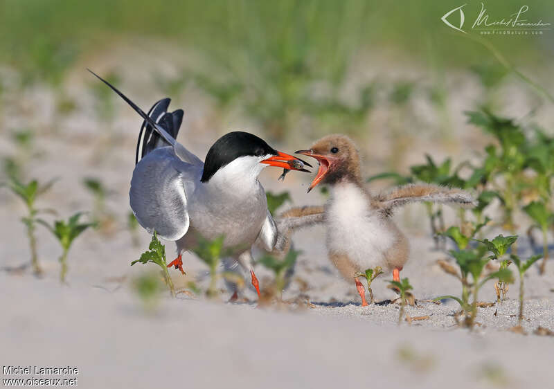 Common Tern, feeding habits, eats