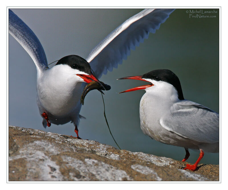 Common Tern, feeding habits