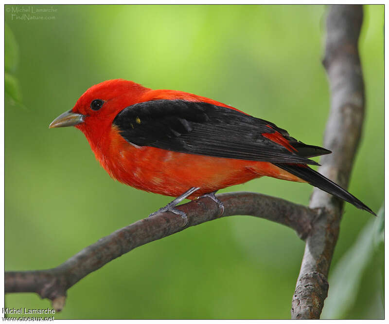 Scarlet Tanager male adult, identification