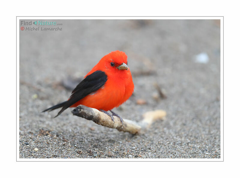 Scarlet Tanager male adult breeding