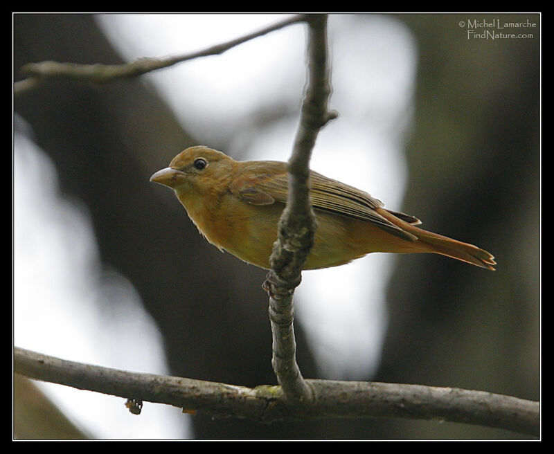 Summer Tanager female adult