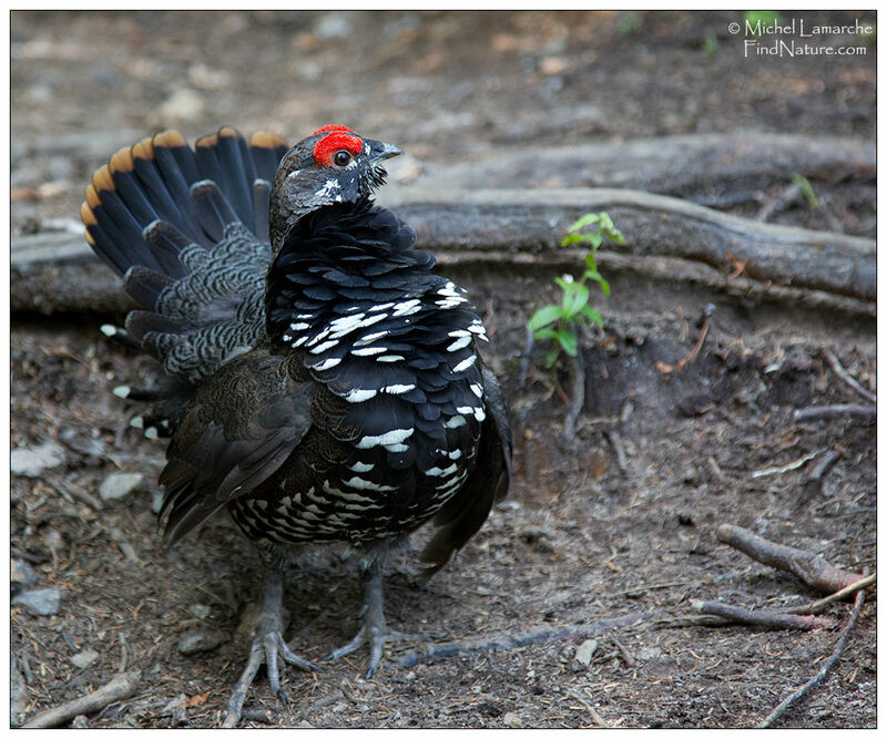 Spruce Grouse male