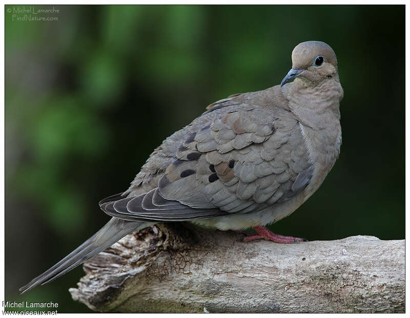Mourning Dove female adult, identification