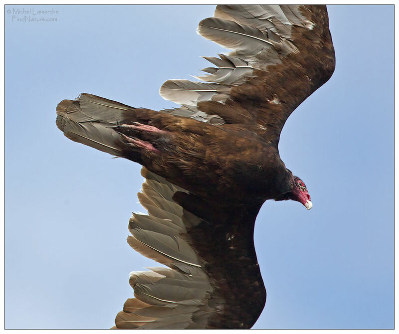 Turkey Vulture, Flight
