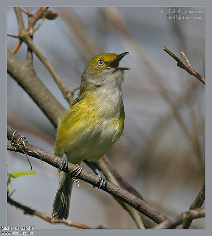 White-eyed Vireo male adult, song